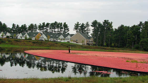 Cranberry Harvest